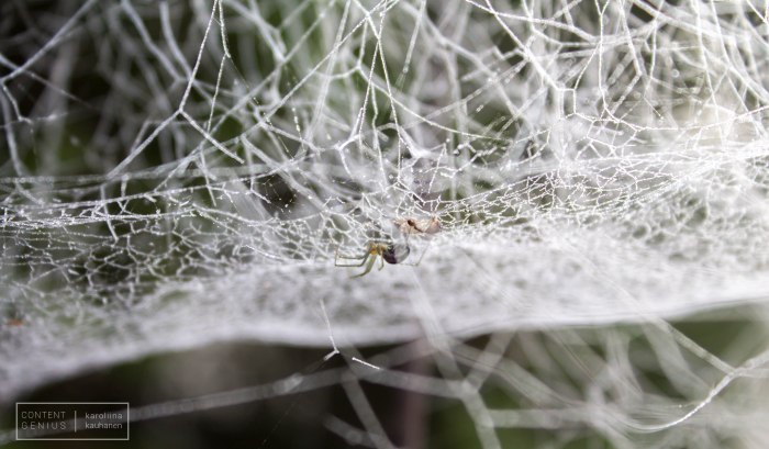 Diamond web, Karoliina Kauhanen