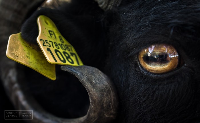 Ram (C) Karoliina Kauhanen