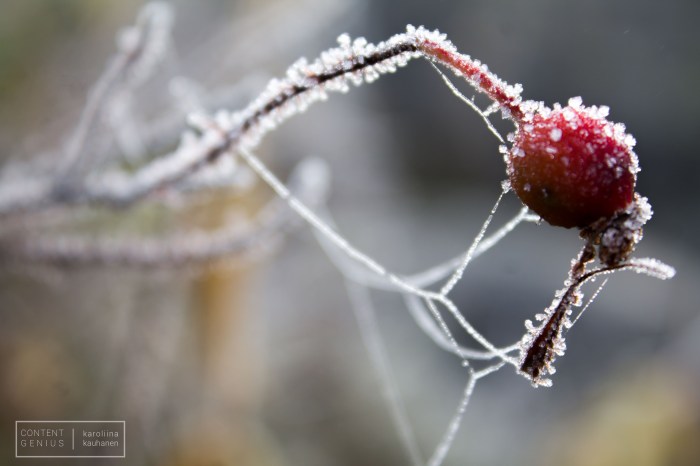 Winter berries, Karoliina Kauhanen